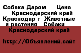 Собака Даром ) › Цена ­ 1 - Краснодарский край, Краснодар г. Животные и растения » Собаки   . Краснодарский край